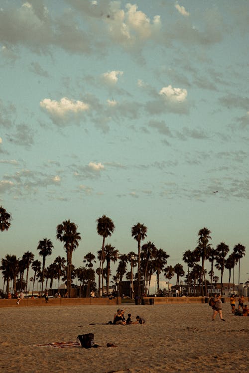 Foto d'estoc gratuïta de arbres, platja, Riba