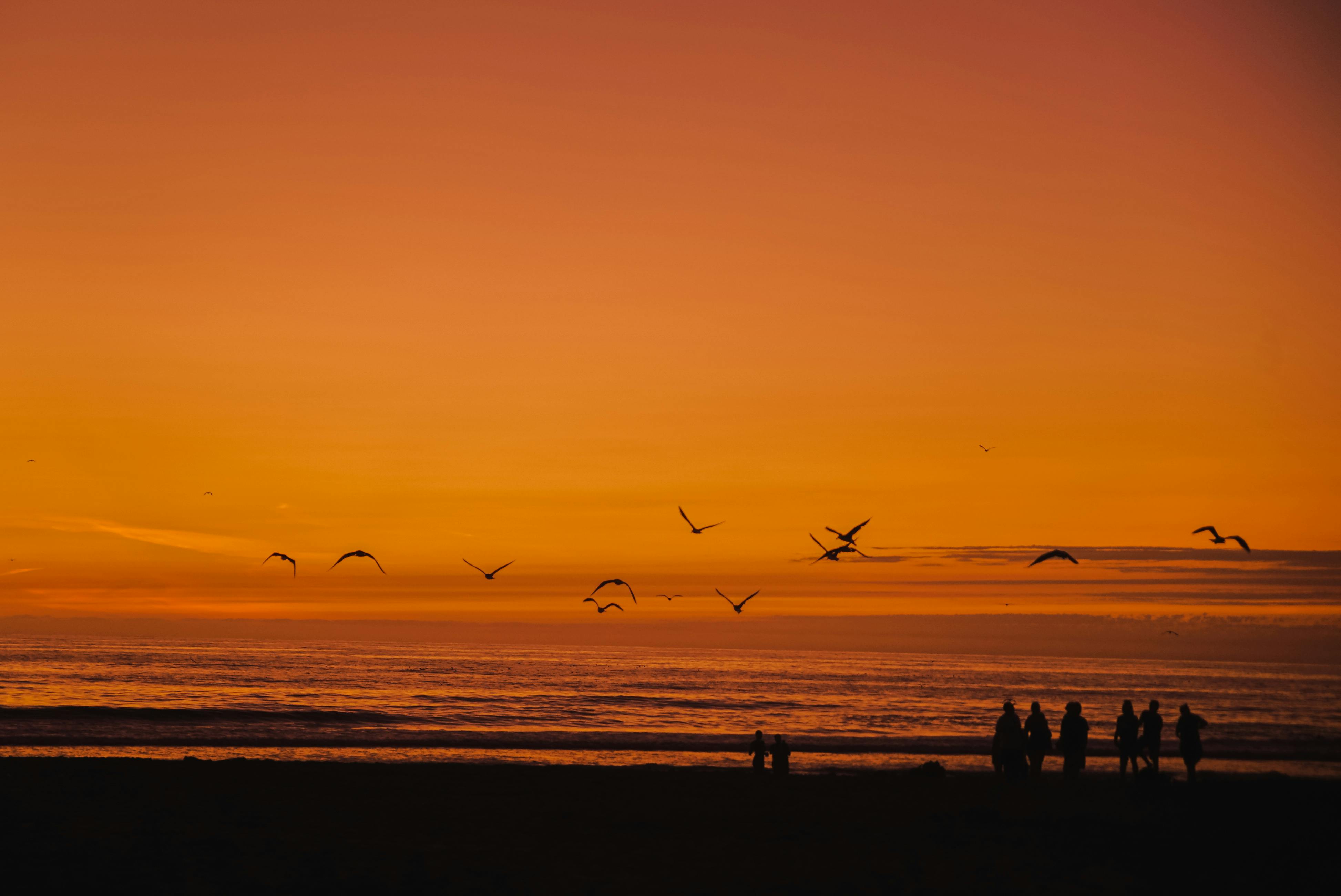 日落时分，人们散步的剪影映衬着宁静的海平线，鸟儿在空中飞翔
