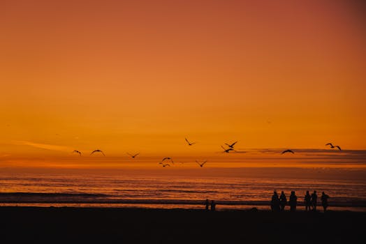 日落时分，人们散步的剪影映衬着宁静的海平线，鸟儿在空中飞翔