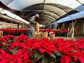 A person working in a greenhouse surrounded by vibrant red poinsettia plants.