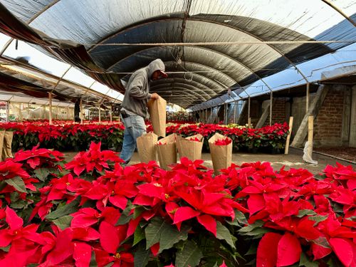 Free A person working in a greenhouse surrounded by vibrant red poinsettia plants. Stock Photo