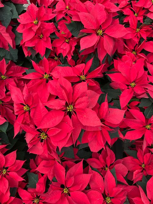 Free Bright red poinsettias creating a festive and vibrant holiday atmosphere. Stock Photo
