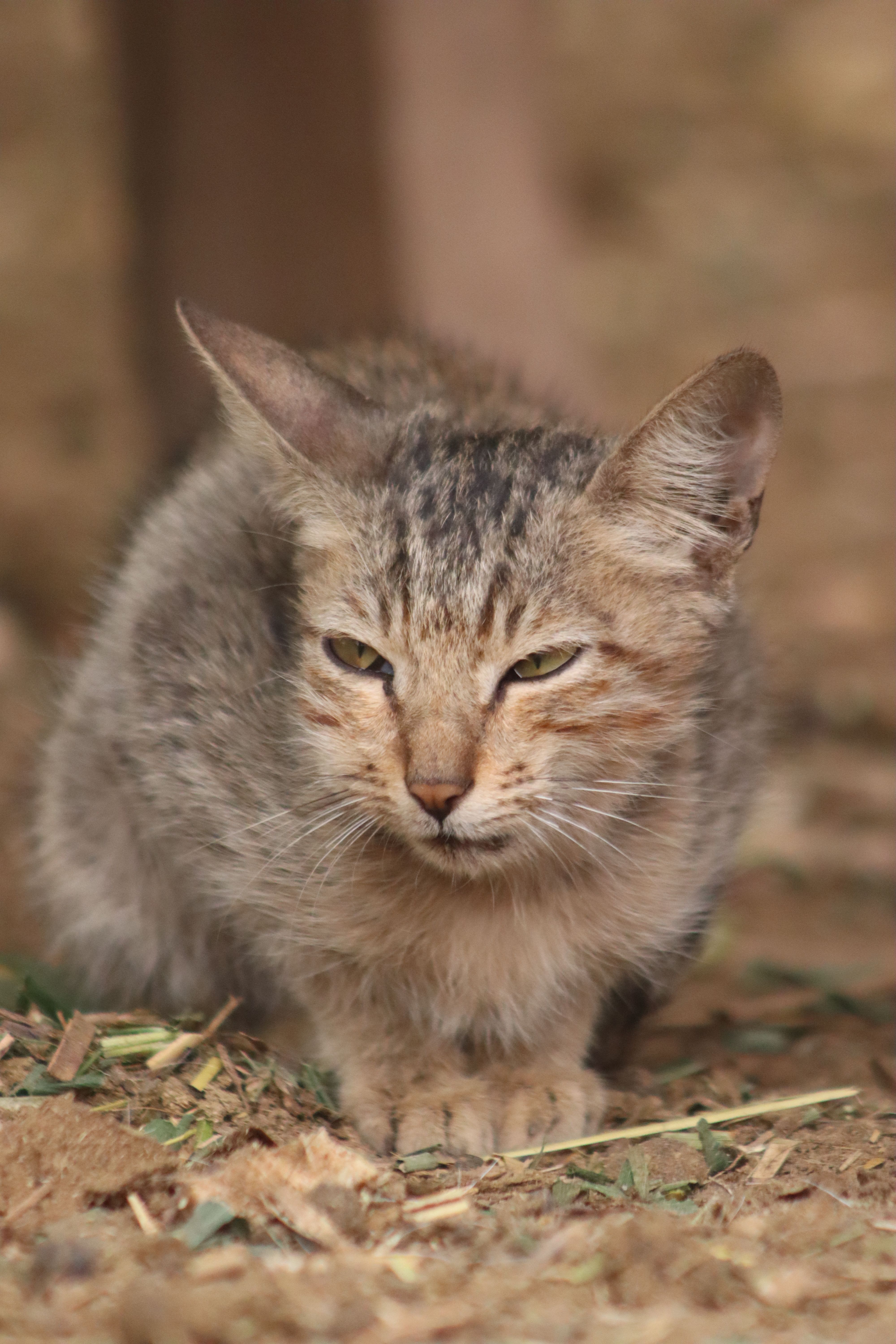 Close-up Portrait of a Relaxed Tabby Cat Outdoors · Free Stock Photo