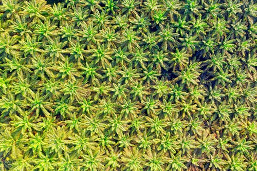 Drone Shot Of Green Palm Oil Plantation
