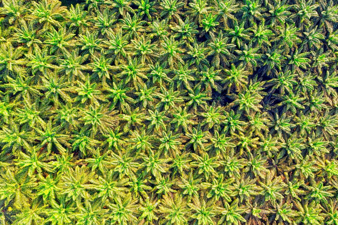 Free Drone Shot of Green Palm Oil Plantation Stock Photo