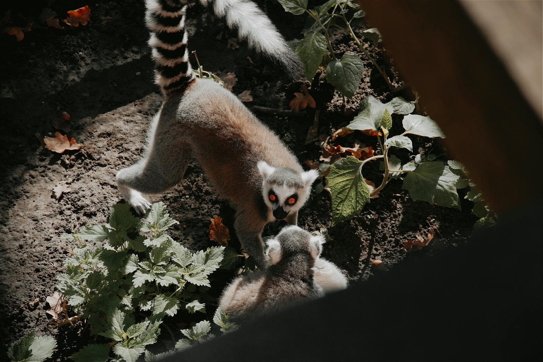 Close-up of ring-tailed lemurs interacting in their natural habitat in Hungary.