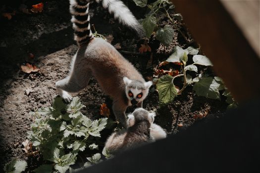 Close-up of ring-tailed lemurs interacting in their natural habitat in Hungary.