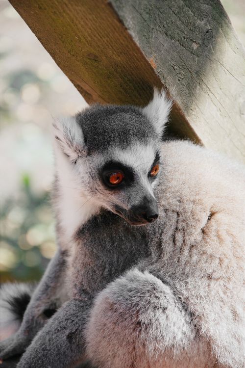 Free Curious ring-tailed lemur resting on a wooden structure outdoors in Hungary. Stock Photo