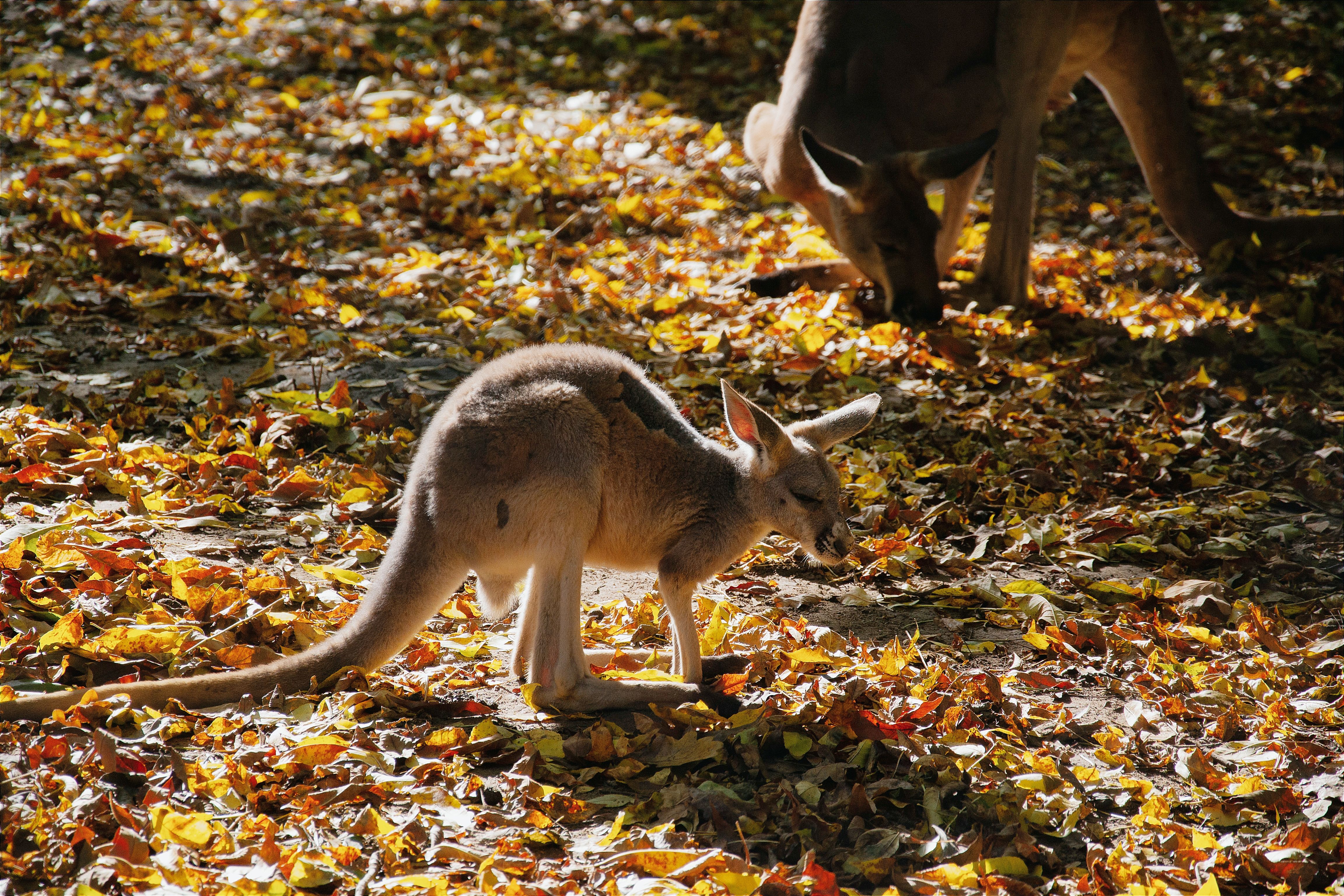 A kangaroo family enjoys a sunny autumn day amid fallen leaves in a Hungarian zoo.