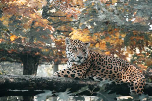 A leopard rests on a tree, surrounded by vibrant autumn foliage, creating a serene wildlife scene.
