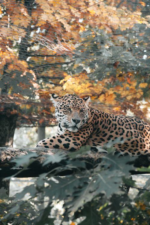 Free Leopard lying on a tree branch surrounded by vibrant fall foliage, offering a serene wildlife scene. Stock Photo