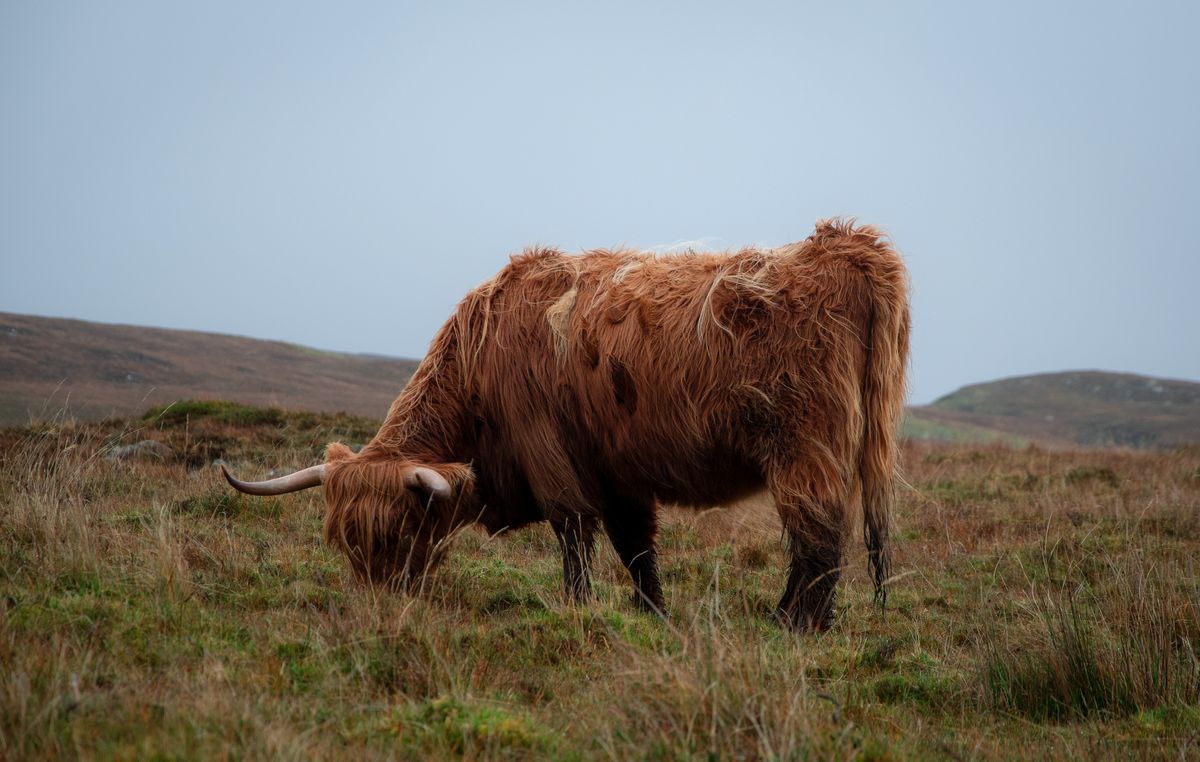 Highland cow in the misty hills of Sutherland