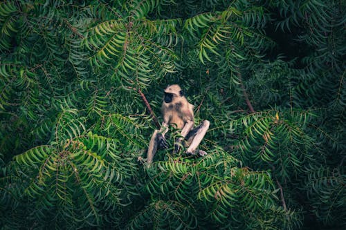 Tierfotografie Des Affen Auf Baum