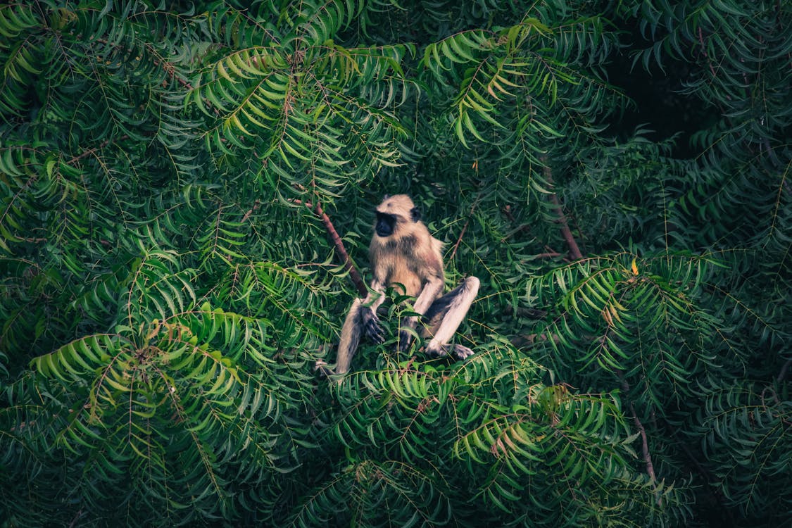 Fotografia Della Fauna Selvatica Della Scimmia Sull'albero