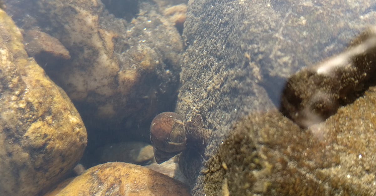 Free stock photo of pebbles, river, snail