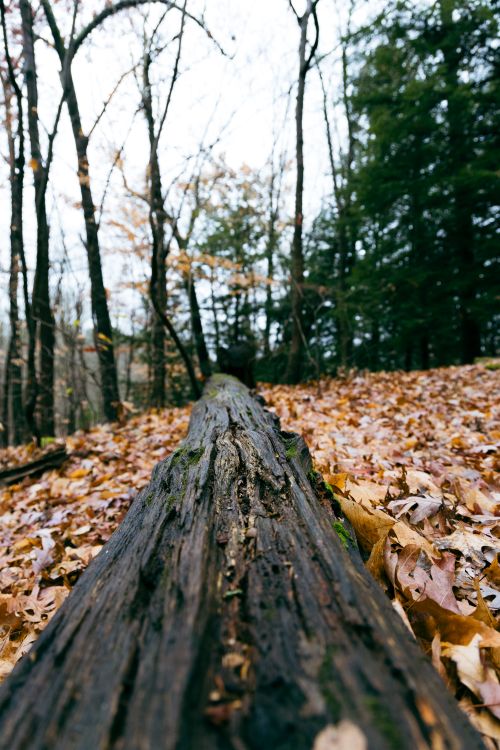 Free Fallen log amidst autumn leaves in a forest, capturing the serene beauty of nature. Stock Photo
