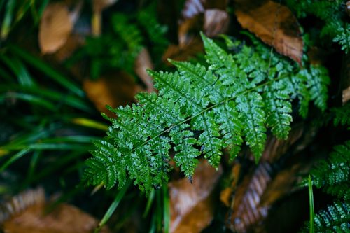 Free Detailed close-up of a vibrant green fern leaf with water droplets in a natural setting. Stock Photo