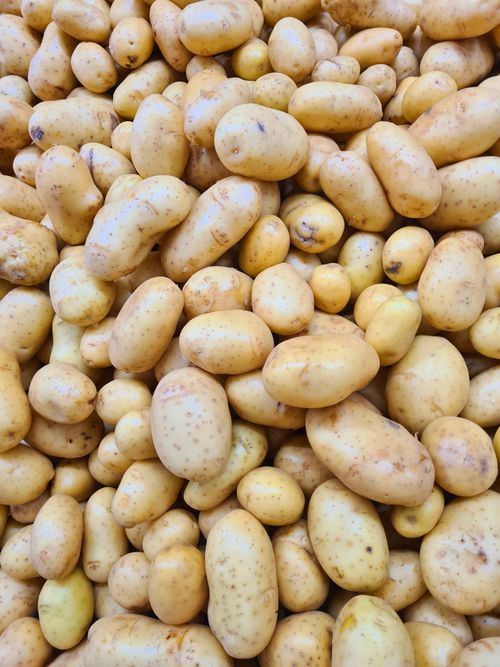 Free Pile of freshly harvested organic potatoes in varying sizes and shades of brown. Stock Photo