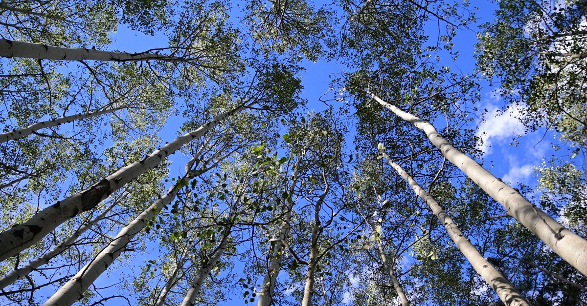 Looking up through tall aspen trees against a clear blue sky, capturing nature's tranquility.