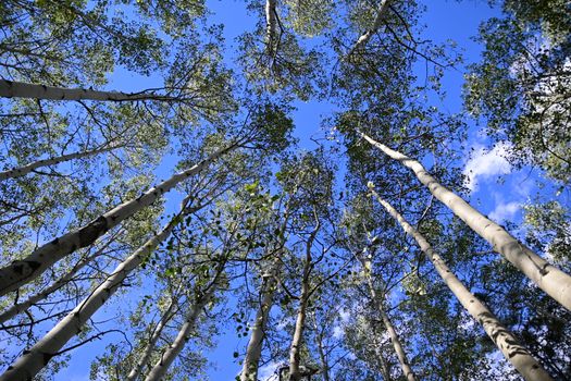 Looking up through tall aspen trees against a clear blue sky, capturing nature's tranquility.