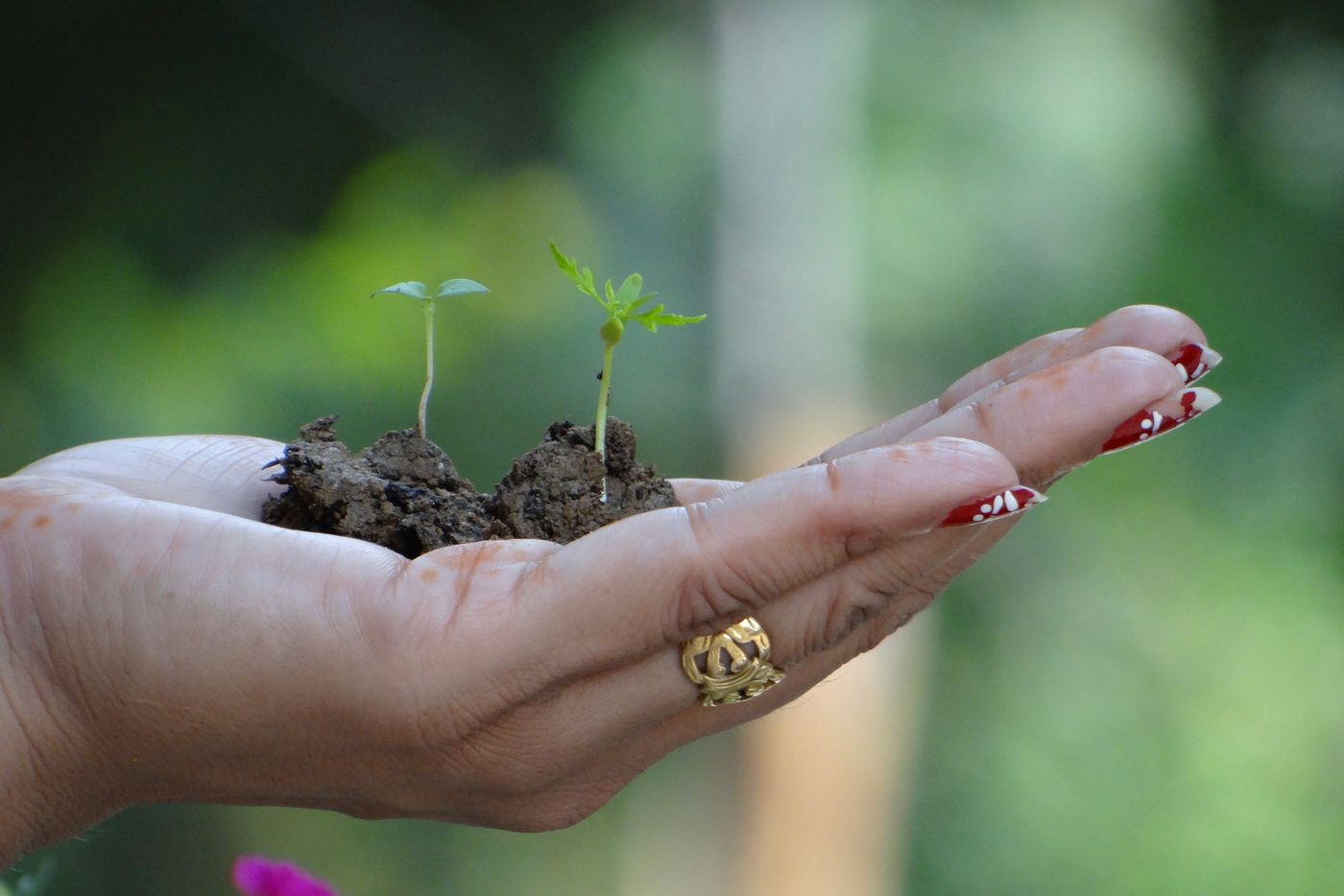 A hand cradling soil and a tiny green seedling