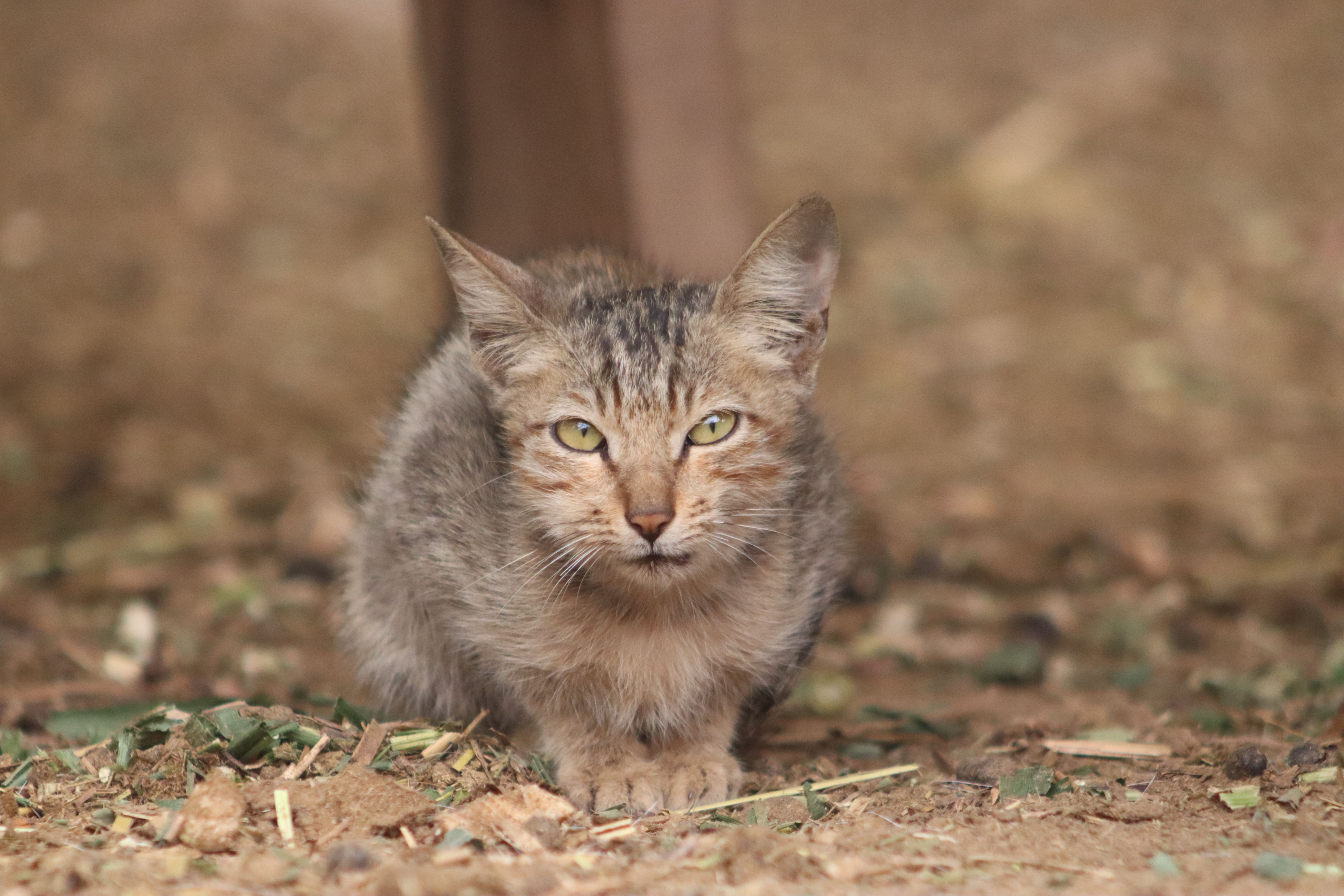 Close-Up Portrait of a Tabby Cat Outdoors · Free Stock Photo