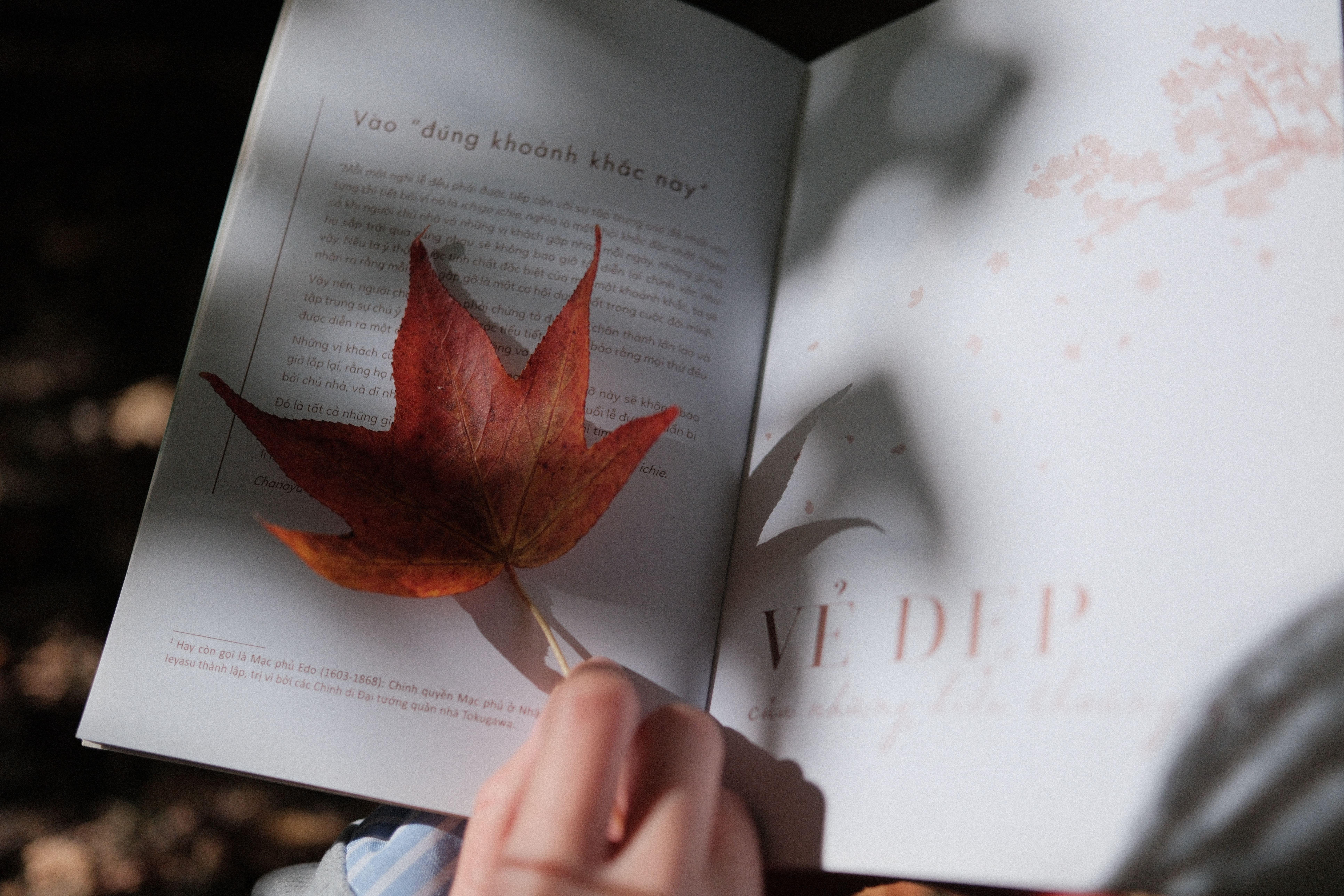 A vivid autumn leaf placed within a book, gently held by a hand, casting a shadow.