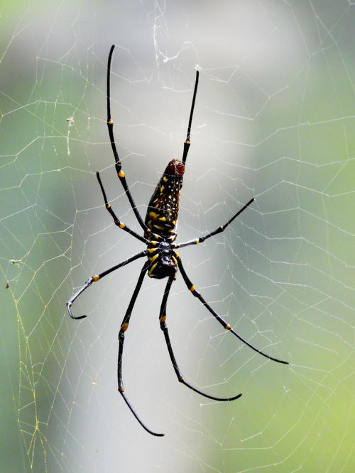 Free Detailed view of a Joro spider (Trichonephila clavata) in its web against a blurred background. Stock Photo