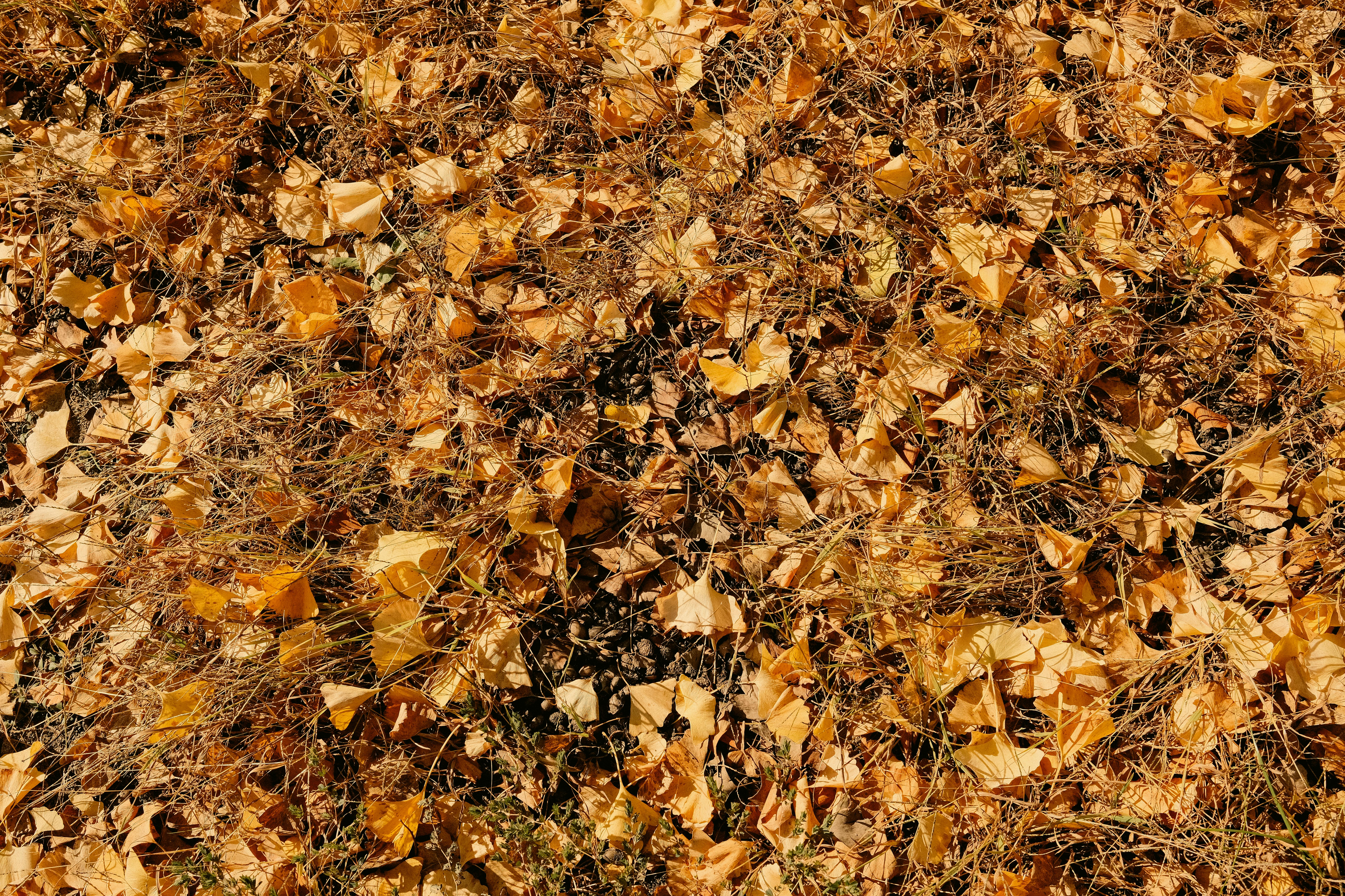 grátis Foto profissional grátis de aichi, ambiental, amigo do ambiente Foto profissional