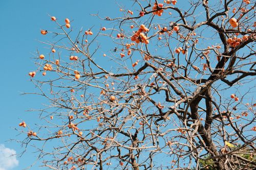 Free A leafless persimmon tree with ripe fruits under a clear blue winter sky in Toyohashi, Japan. Stock Photo