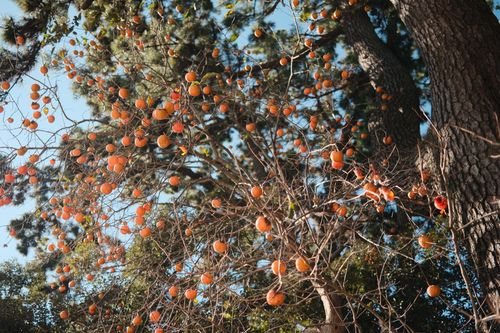 Free A lush persimmon tree full of ripe fruits in Toyohashi, Aichi, Japan. Stock Photo