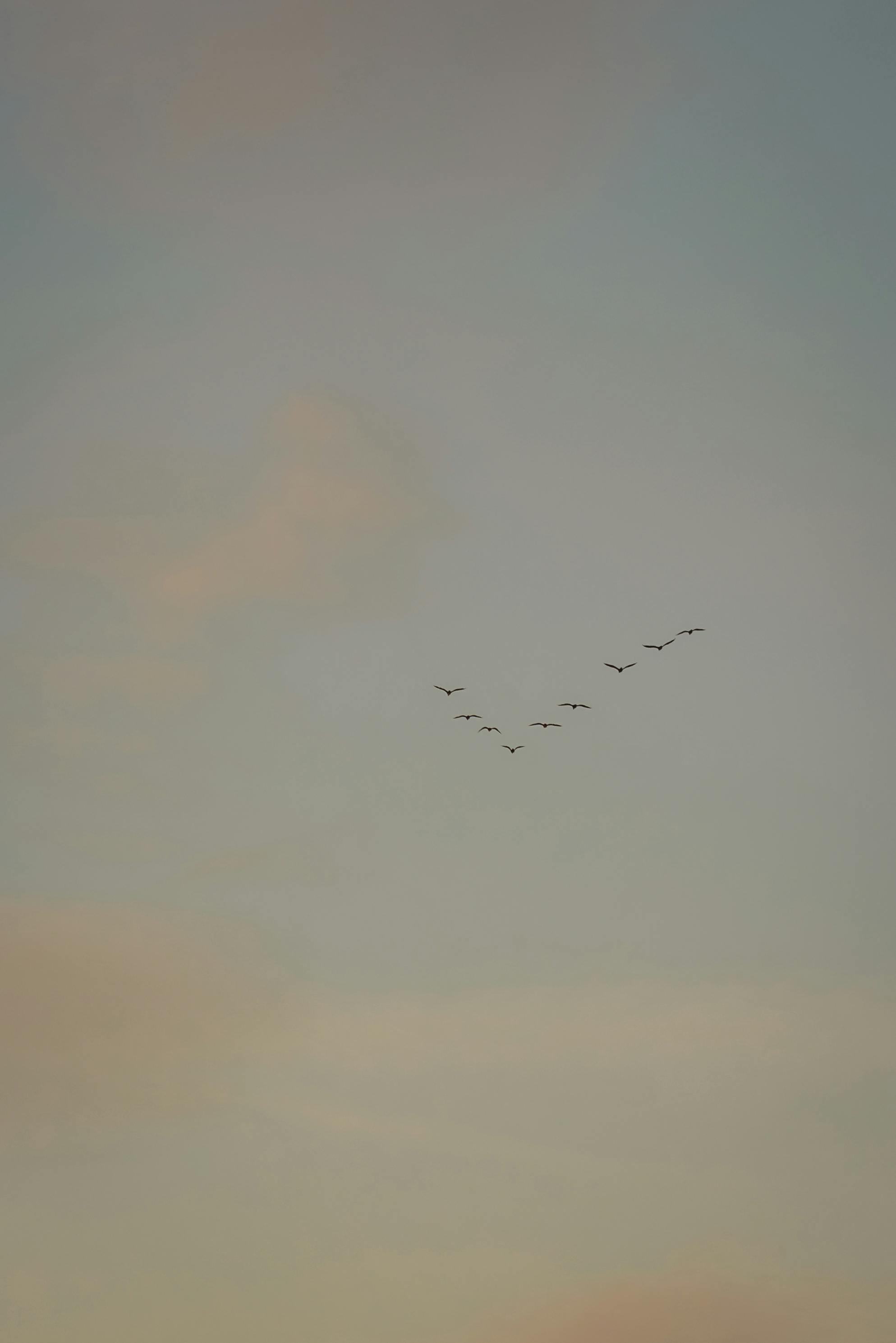A peaceful scene of birds flying under a pastel sky in Nallıhan, Ankara, Türkiye.