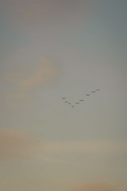 A peaceful scene of birds flying under a pastel sky in Nallıhan, Ankara, Türkiye.
