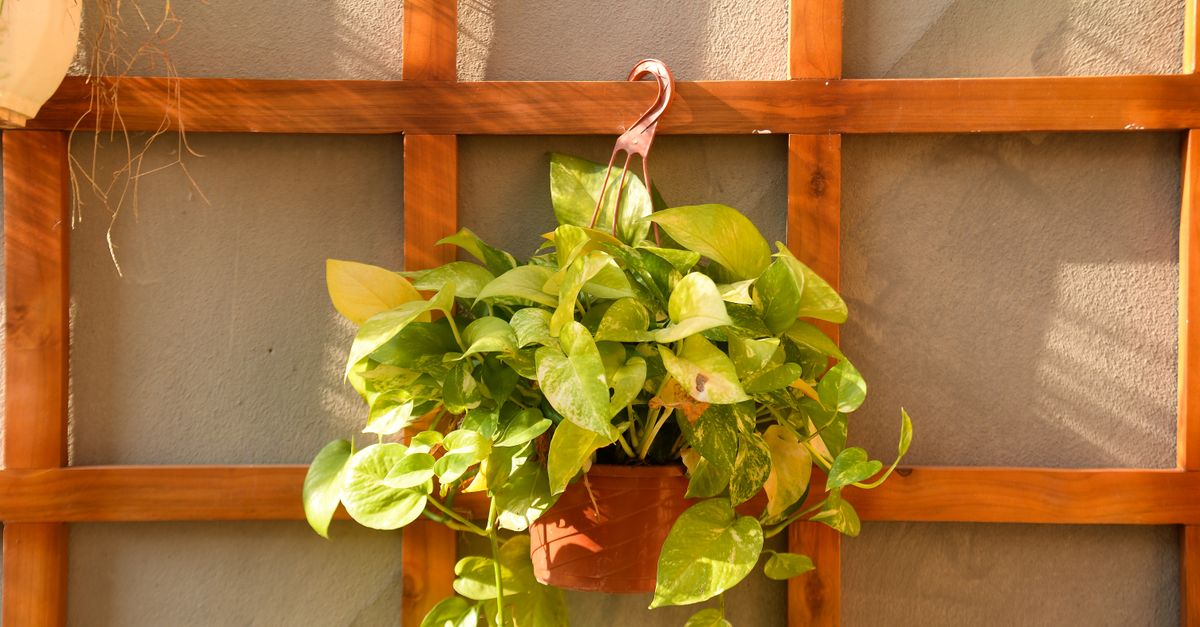 Come Costruire un Giardino Verticale Fai Da Te in Pochi Passi