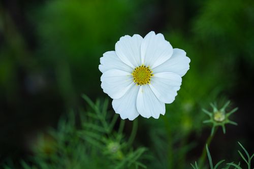 Free Close-up of a white cosmos flower with lush green background, showcasing natural beauty. Stock Photo