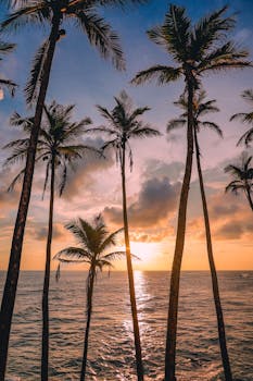 Calm ocean view silhouetted by palm trees at sunset in Sri Lanka.