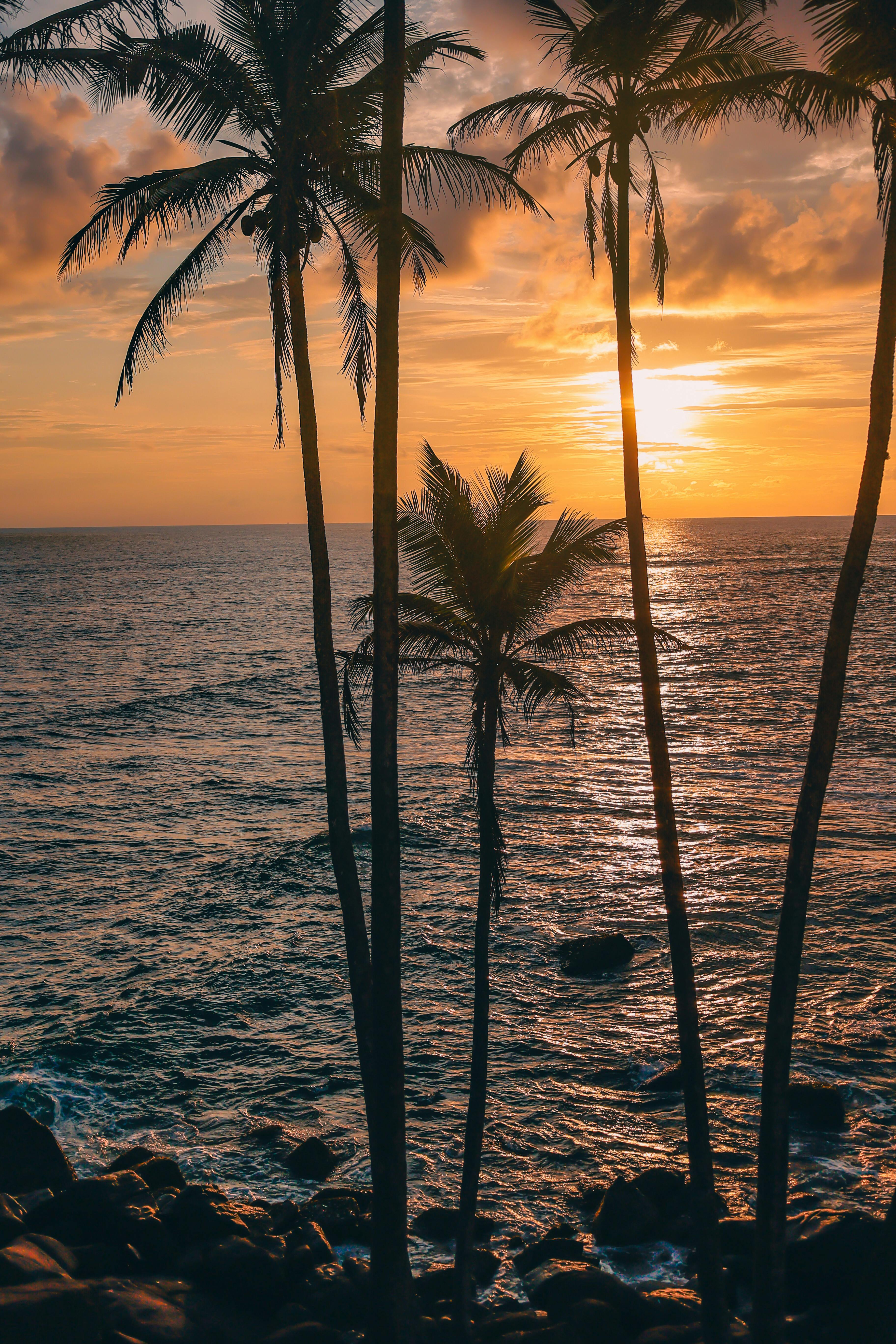 Breathtaking sunset view over the ocean in Sri Lanka with silhouetted palm trees.
