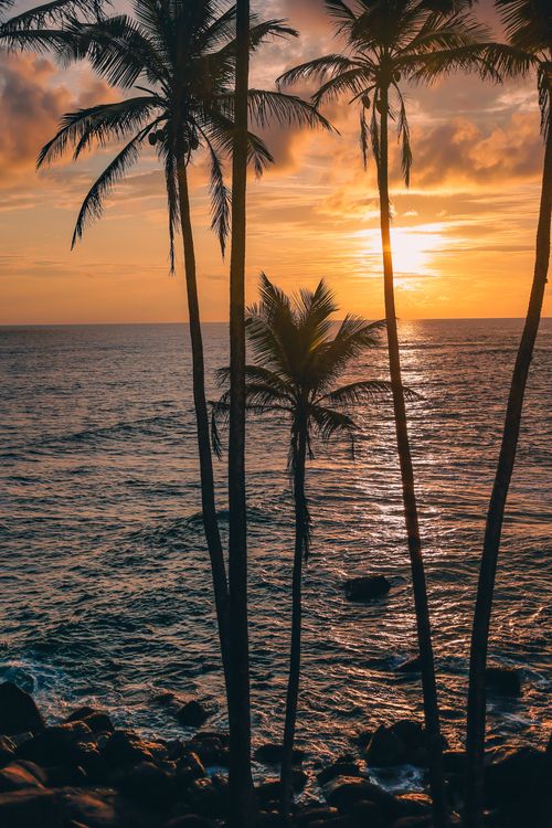 Free Breathtaking sunset view over the ocean in Sri Lanka with silhouetted palm trees. Stock Photo
