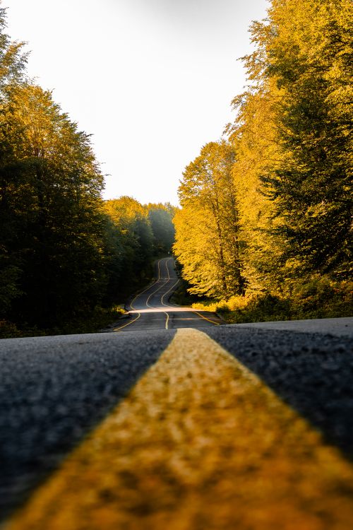 Free A picturesque road through vibrant autumn foliage in Ordu, Türkiye, during golden hour. Stock Photo