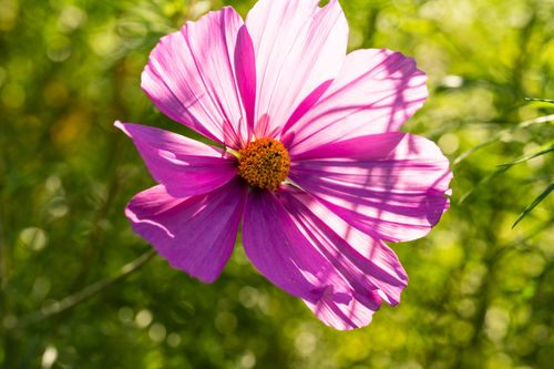 Free Close-up of a vibrant pink flower with sunlight casting intricate shadows. Stock Photo