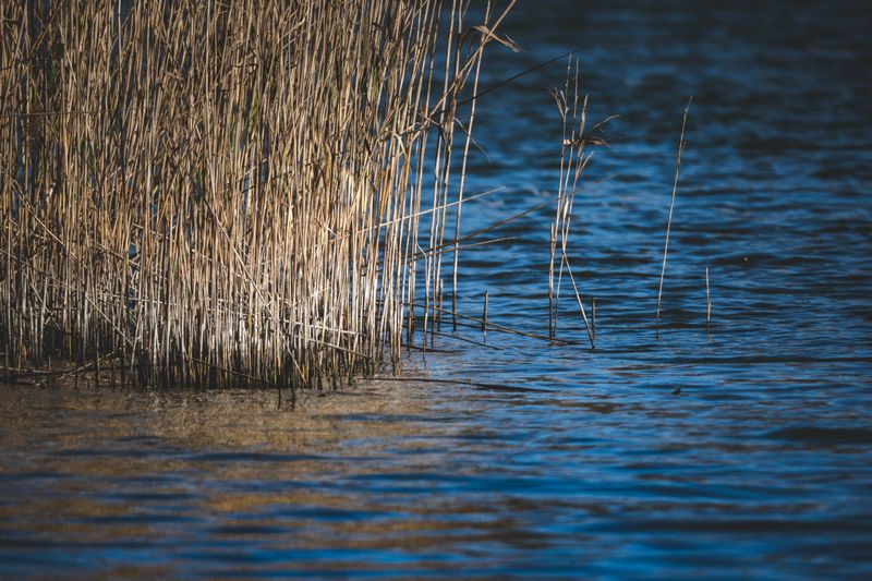 Reeds at the edge of a still pond — photo by Francesco Ungaro on Pexels