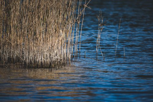 Free Peaceful image of reeds by a tranquil lake with soft lighting. Stock Photo