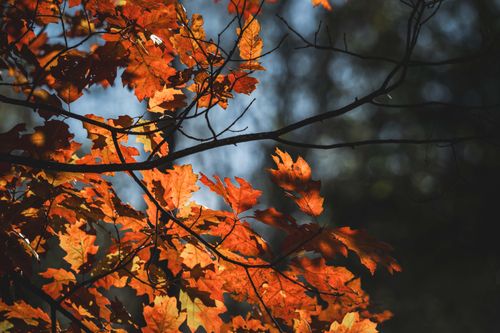 Free Close-up of vivid orange autumn leaves against a dark forest backdrop. Stock Photo