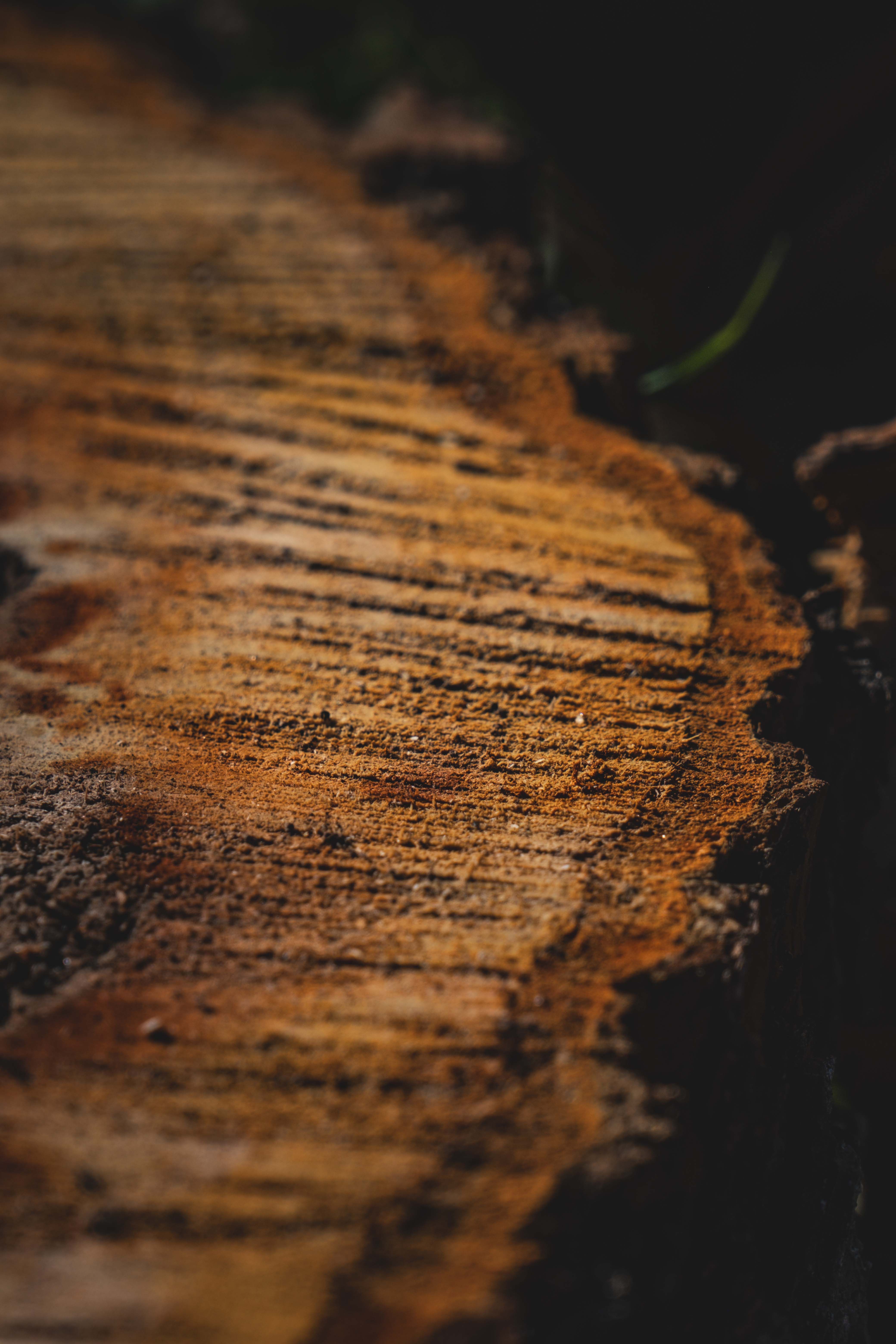 Detailed Close-Up of Tree Trunk Rings in Low Light · Free Stock Photo