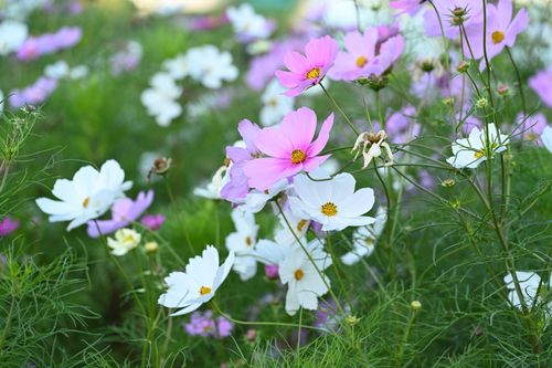 Free Bright pink and white cosmos flowers blooming in a lush green garden setting. Stock Photo