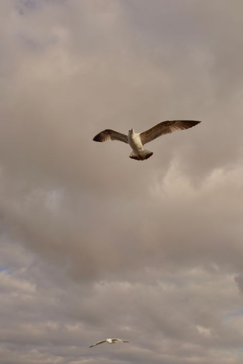 Free A majestic seagull soars under cloudy skies in Istanbul, creating a serene urban nature scene. Stock Photo