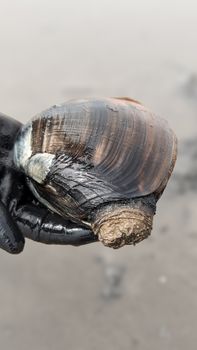 A detailed view of a hand holding a large gaper clam shell on a sandy beach.