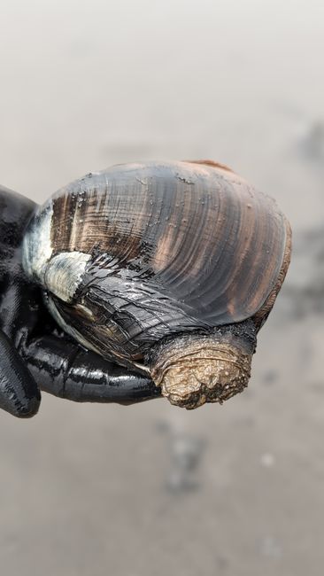 Fotomural Una vista detallada de una mano sosteniendo una gran concha de almeja gaper en una playa de arena.