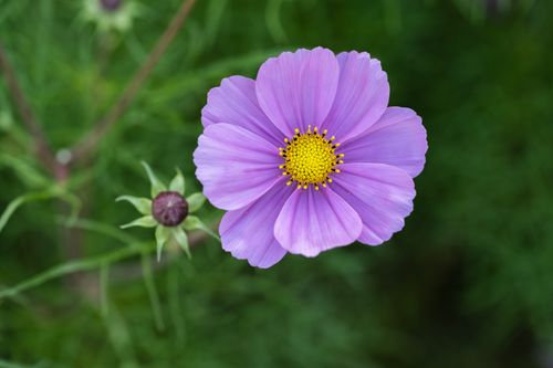 Free Close-up of a lavender cosmos flower with a green blurred background. Stock Photo