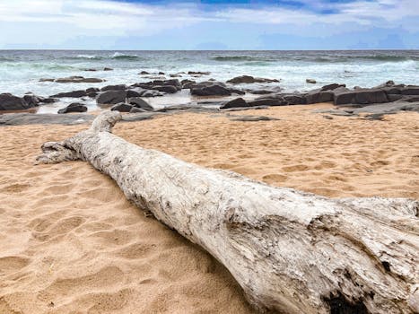 Serene beach scene with driftwood, sand, and ocean waves under a cloudy sky.